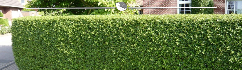 Haag van de Liguster | Gardline